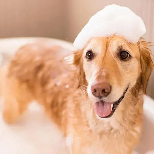 Pet Cleaning - PETLUXE