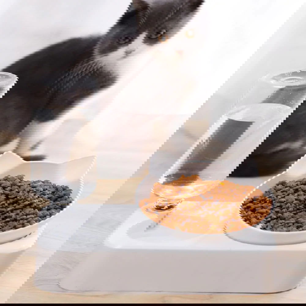 Tilted Pet Food Bowl with Automatic Water Feeder for Health & Comfort - PETLUXE